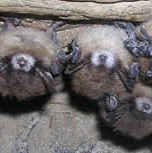 Warmer caves may save bats from deadly fungus