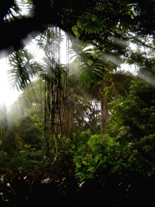 forest