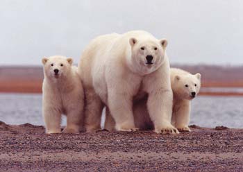 US polar bears mark their territory
