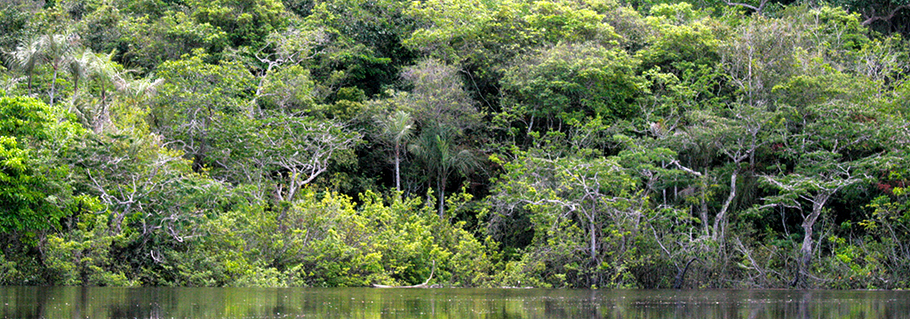 In carbon sequestration, money grows on trees