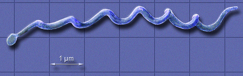 Lyme bacteria show that evolvability is evolvable