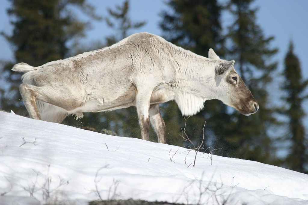 Caribou genetics reveal shadow of climate change