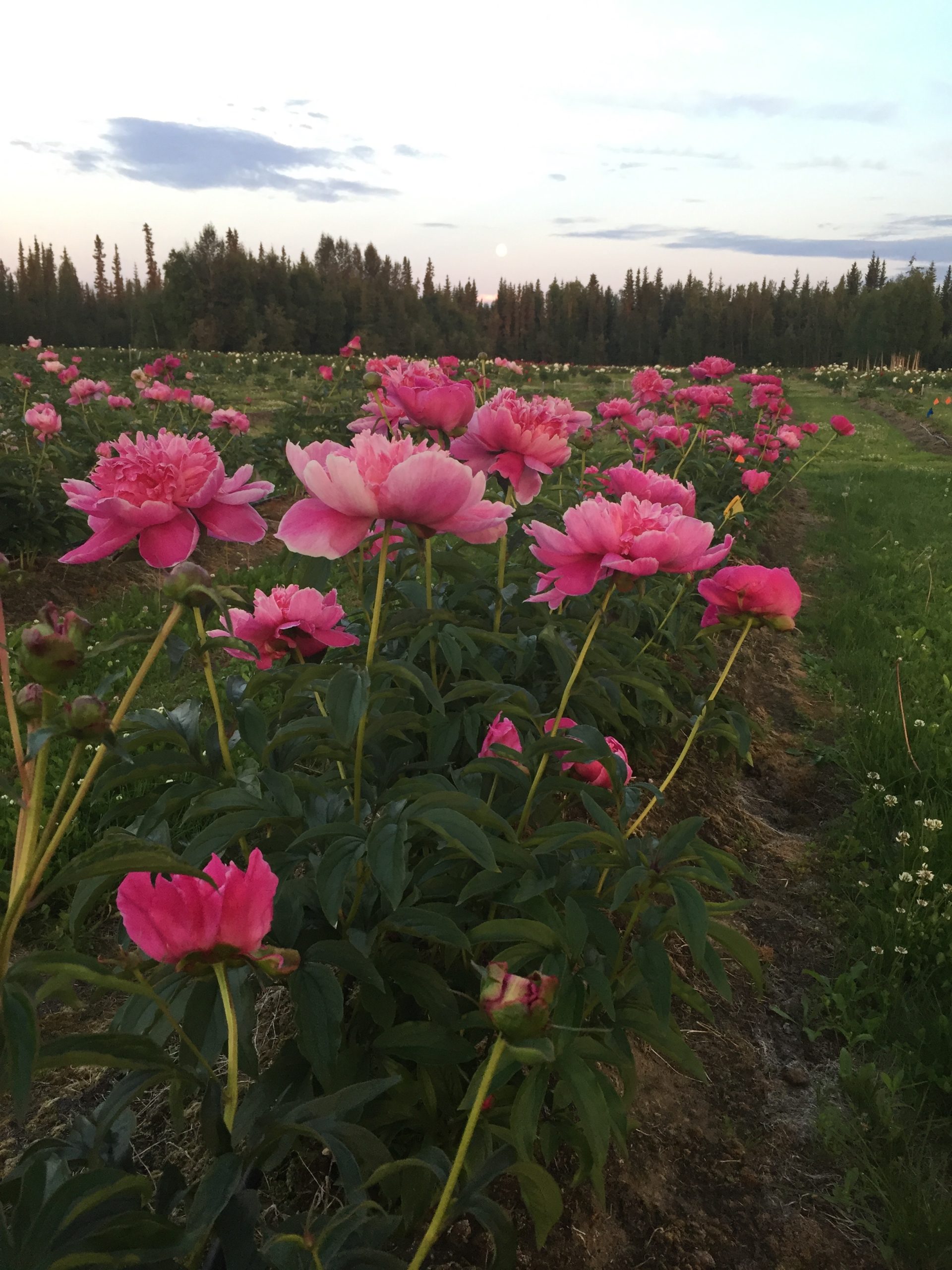Global warming is threatening Alaska’s prized wedding flower