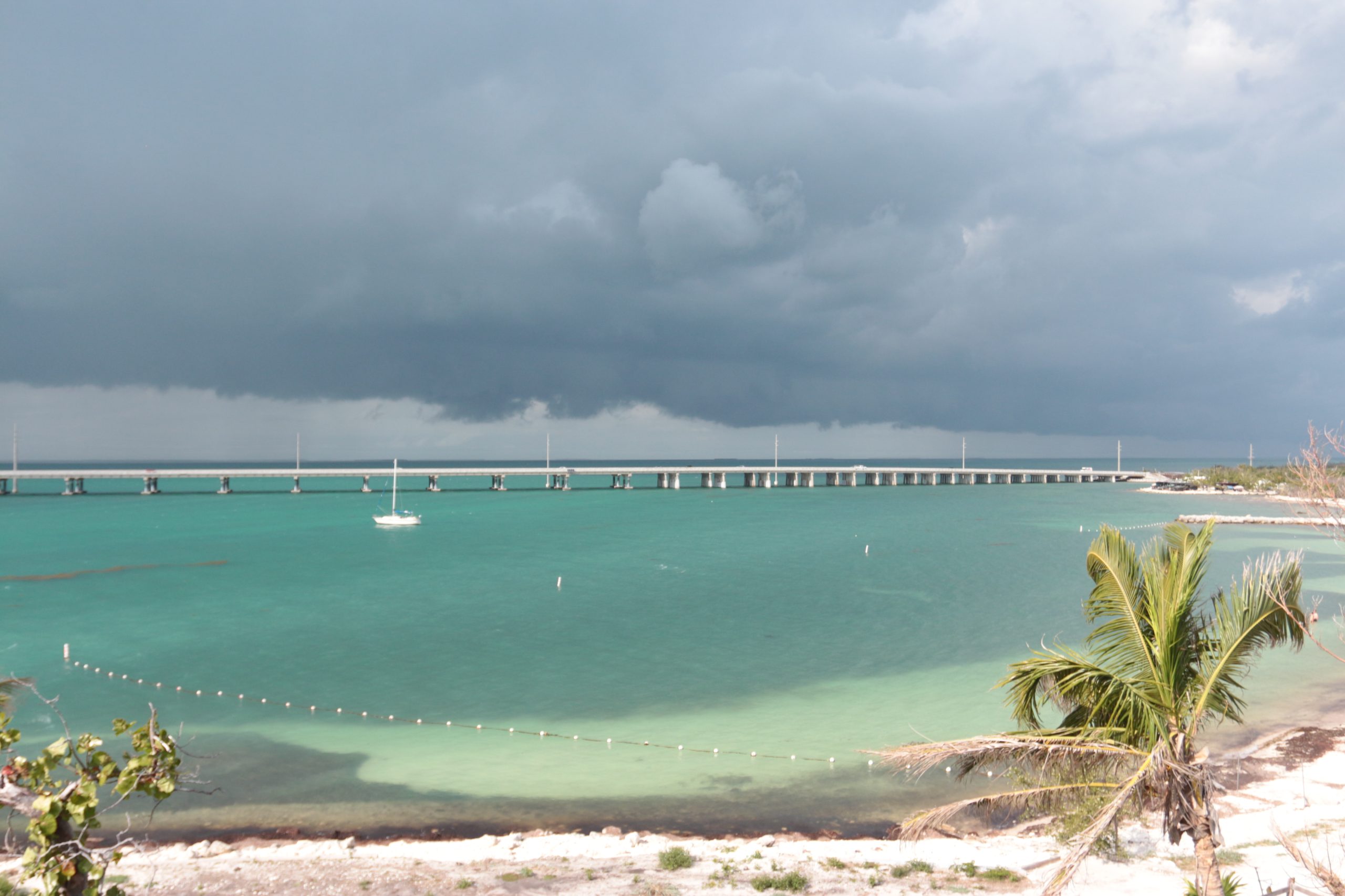 Butterflies in the storm