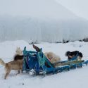 Arctic dogsledding culture is slipping through the cracks