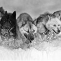 Researchers pull together to get fuller picture of Greenland sled dog