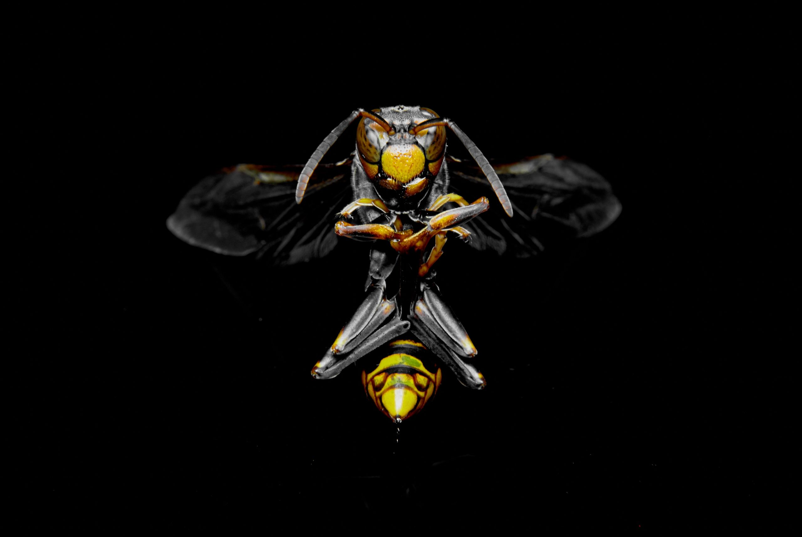 Wasp Venom Can Save Lives. But the Supply Chain Is Shaky.