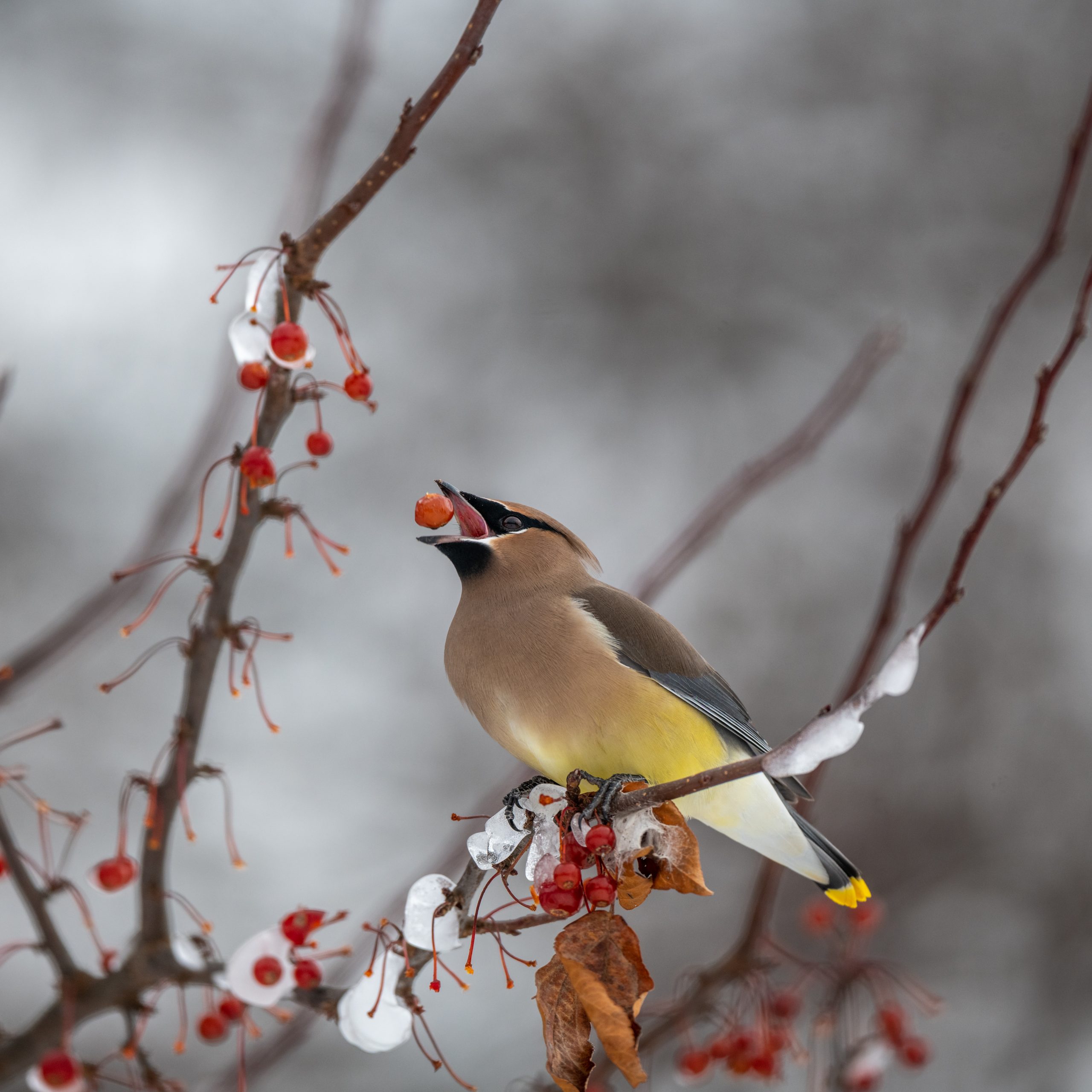 How Ron Pittaway developed his acclaimed winter finch forecast