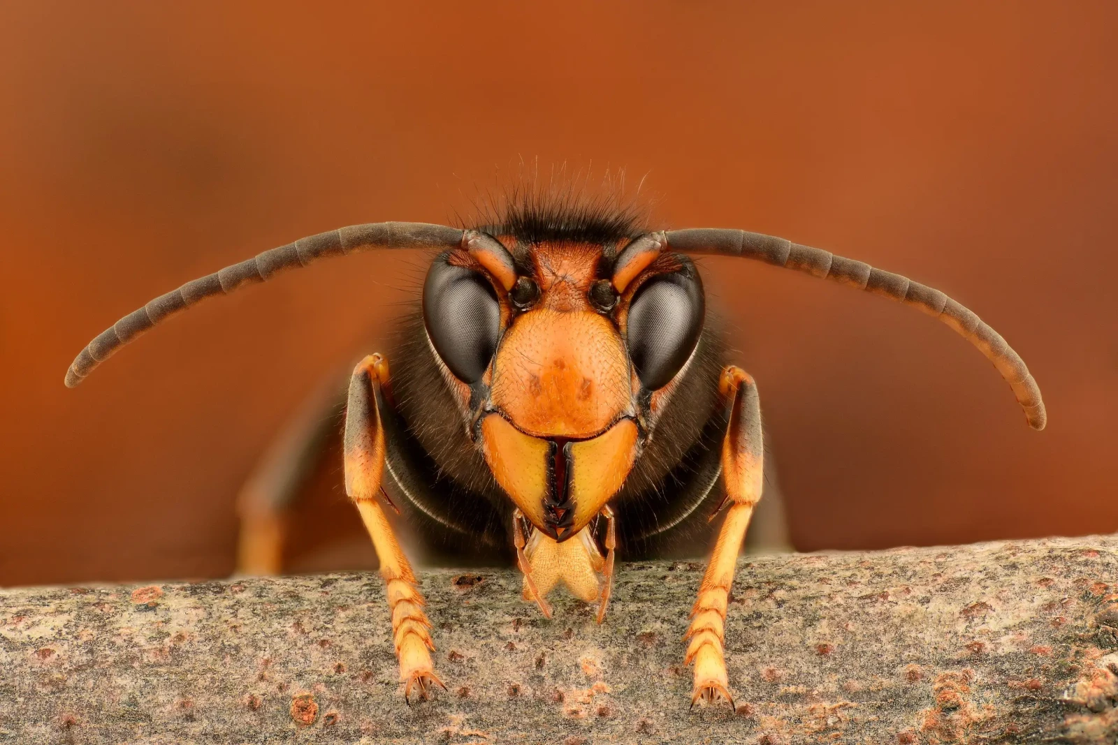 The hornet has landed: Scientists combat new honeybee killer in US